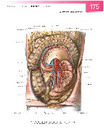 Sobotta  Atlas of Human Anatomy  Trunk, Viscera,Lower Limb Volume2 2006, page 182